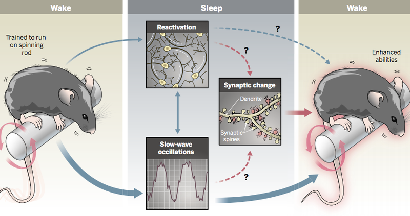 Illustration for article titled We May Finally Know Why Sleep Improves Memory